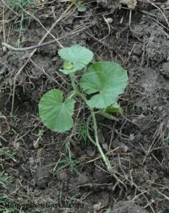 Getting Started With an Organic Garden Image